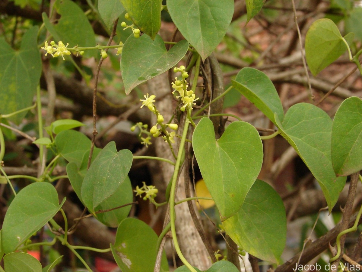 Tinospora cordifolia (Willd.) Hook.f. & Thomson